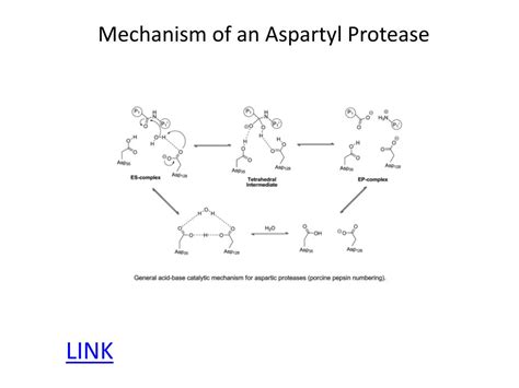 aspartyl|aspartic protease family.